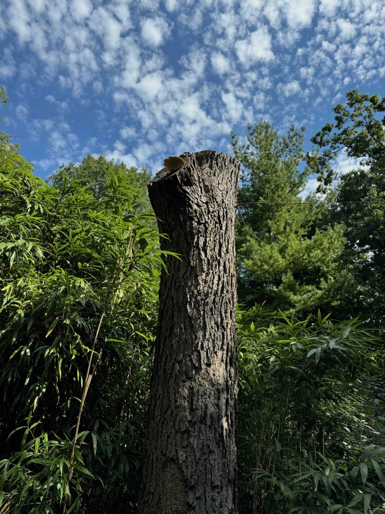 nature photo a dead tree standing vertically in the center of the frame of a living forest and a background of a blue sky with white clouds on the upper third portion of the image
