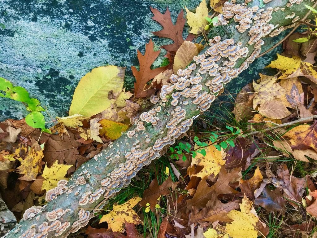 colorful image of a tree branch that is lying diagonally in the frame with mushrooms sprouting. The branch is sitting on a large rock with colorful leave and pine needles in the fall