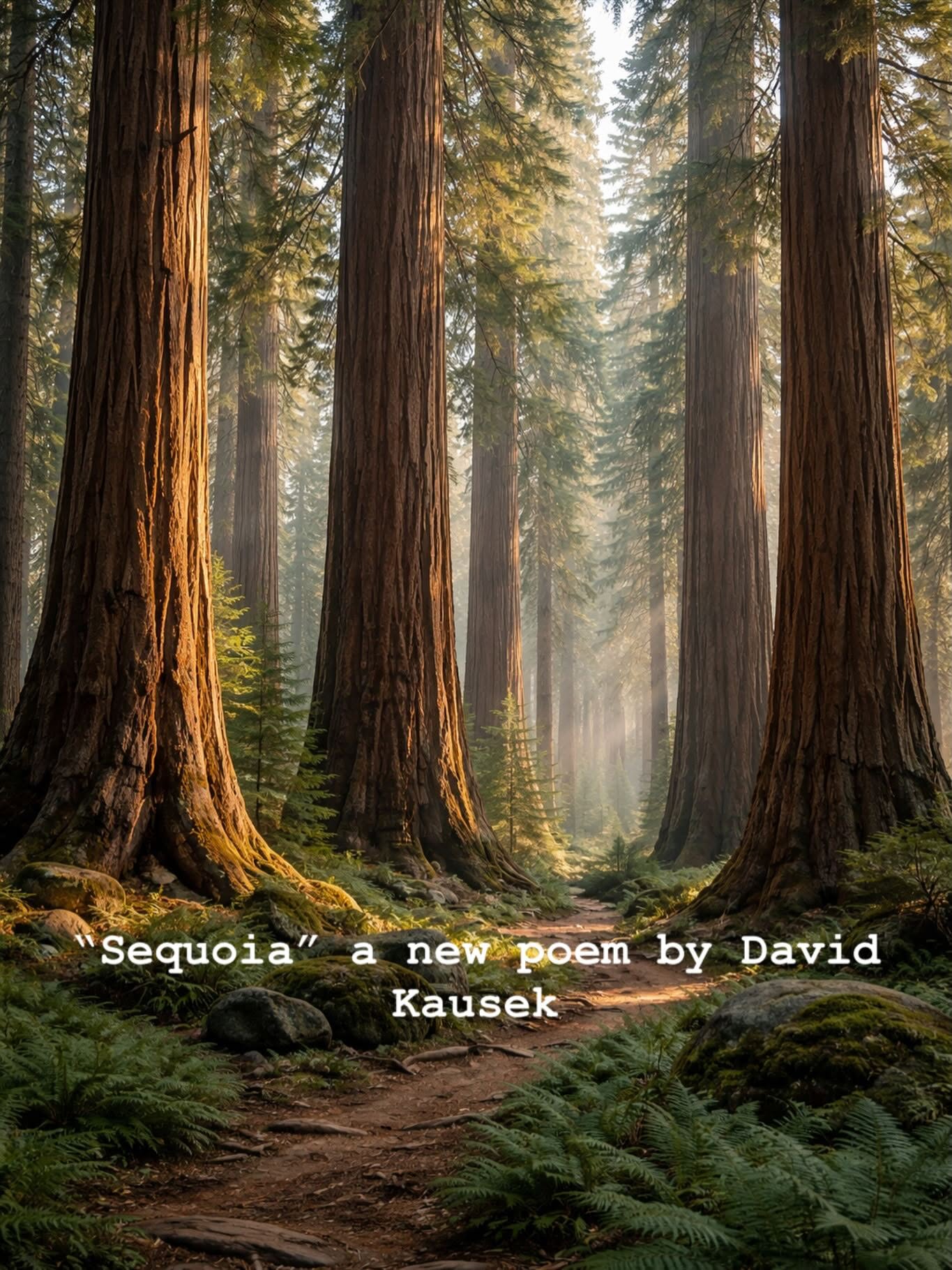 illustration of large sequoia forest advertising a new poem