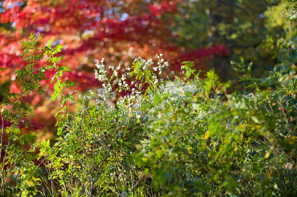 colorful plants with little white flowers in fall in NYC