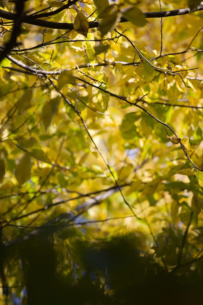 fall leaves with twigs in Central Park