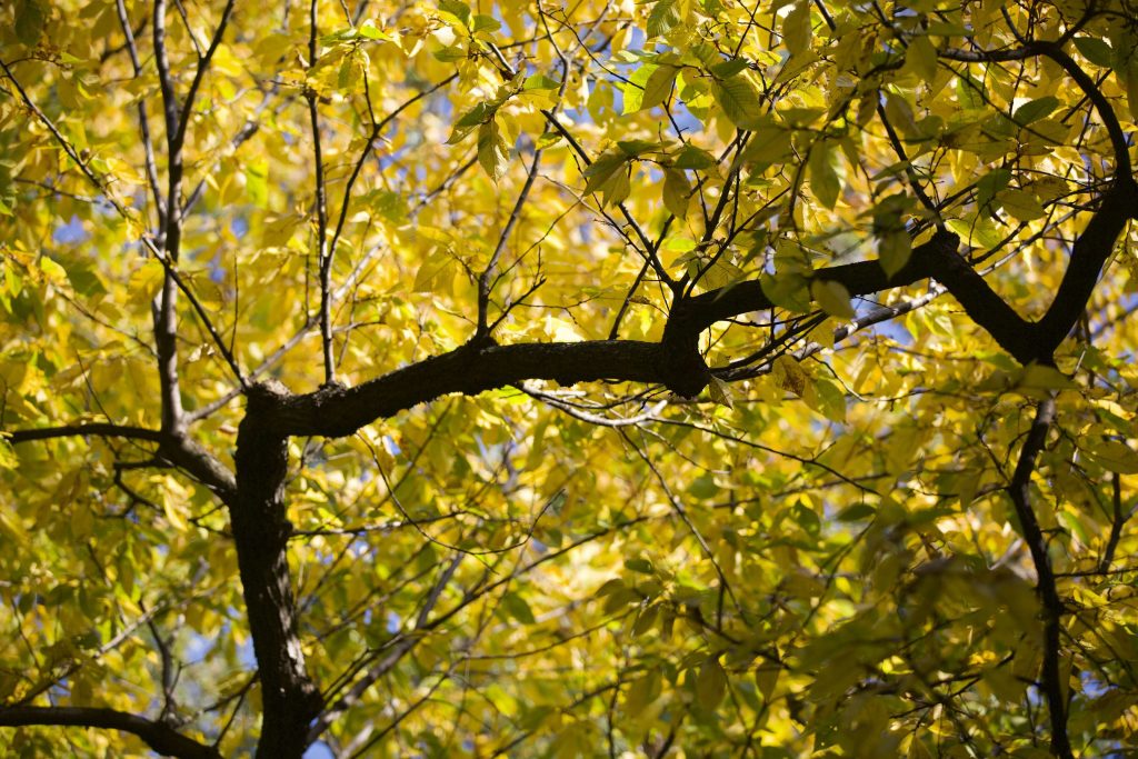yellow fall leaves on dark branch in Central Park