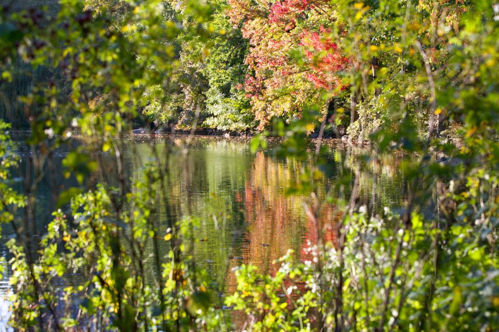 fall scene in Central Park, leaves and branches with a reflection in water