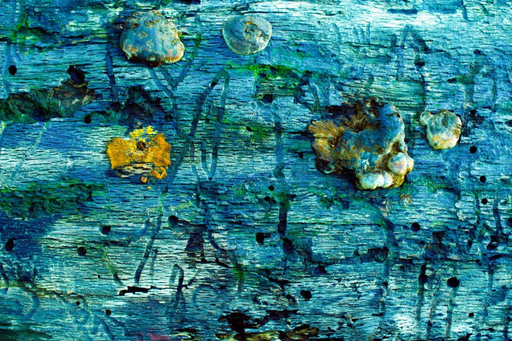 colorful decaying blue log with colorful mushrooms and signs of beetle damage