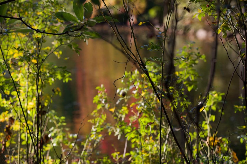 colorful plants with berries and leaves in the fall with a pond reflected in the background of NYC
