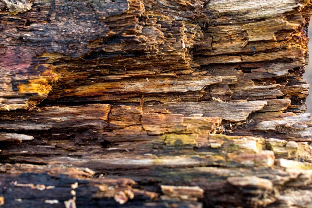 colorful decayed log with signs of mycelium and geometric patterns