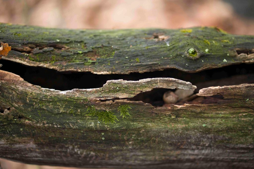 decaying log laying horizontally with elongated gash and moss