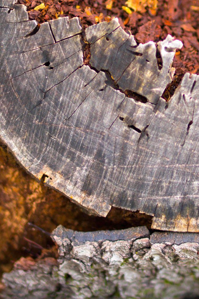 old decaying log with visible tree rings and vibrant colors
