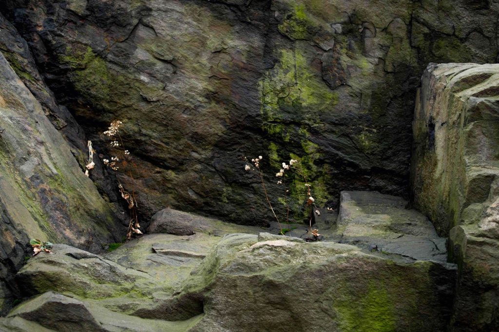 large rock with small plants growing near the center with moisture and moss