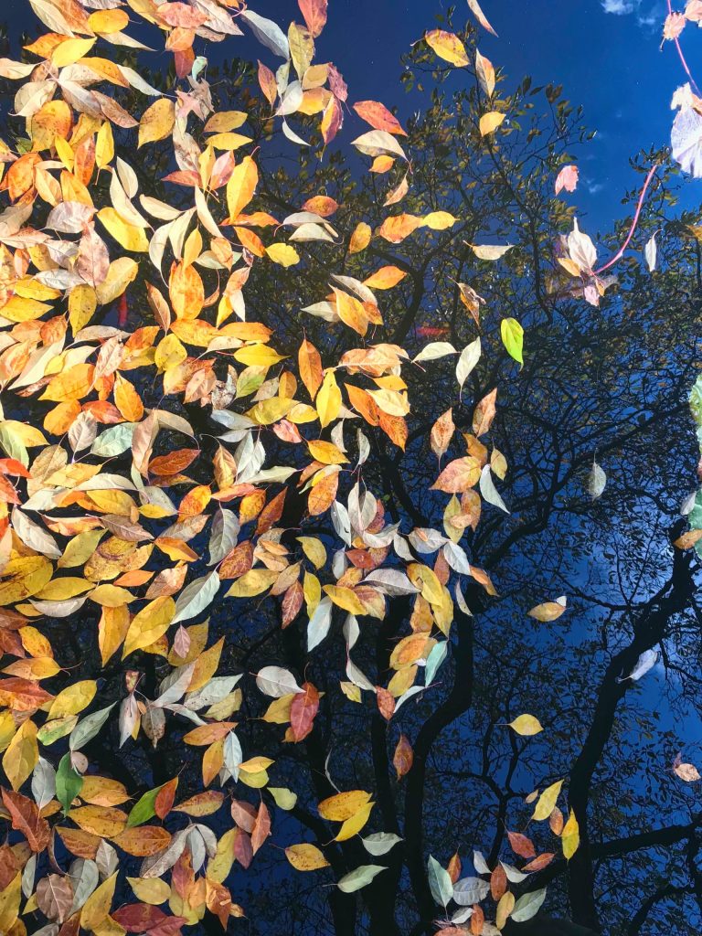 fallen leaves in a pool of water that is reflecting a large tree and sky in the background